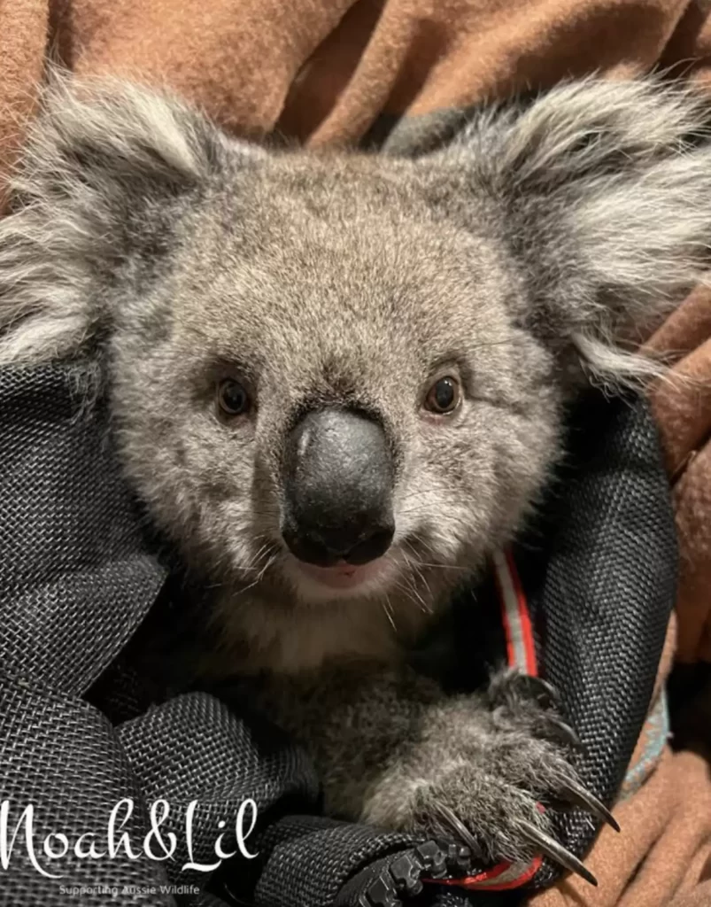 bons samaritains repèrent petit koala accroché clôture réalisent ennuis