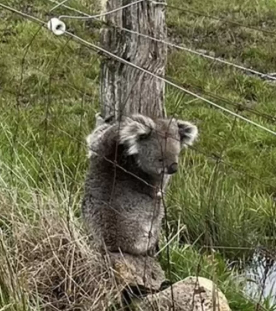 bons samaritains repèrent petit koala accroché clôture réalisent ennuis