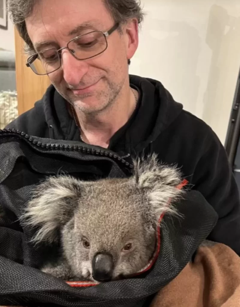 bons samaritains repèrent petit koala accroché clôture réalisent ennuis