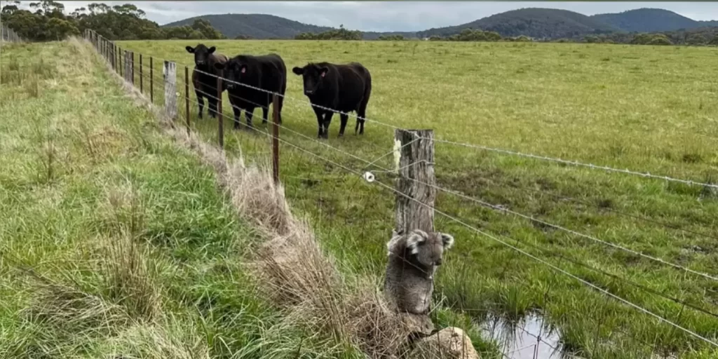 bons samaritains repèrent petit koala accroché clôture réalisent ennuis
