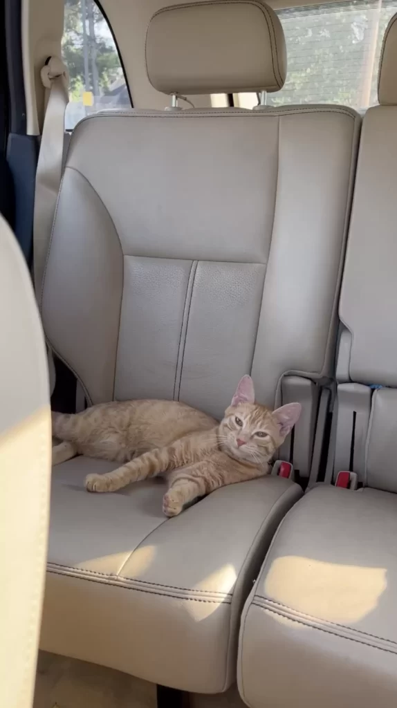 chat abandonné parking McDonald's saute exactement bonne voiture