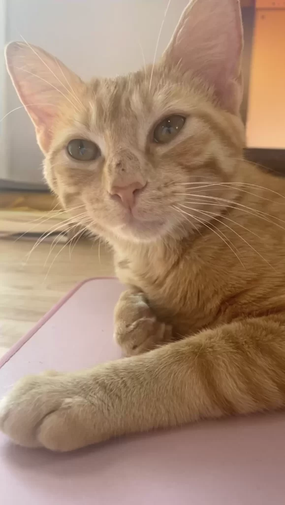 chat abandonné parking McDonald's saute exactement bonne voiture