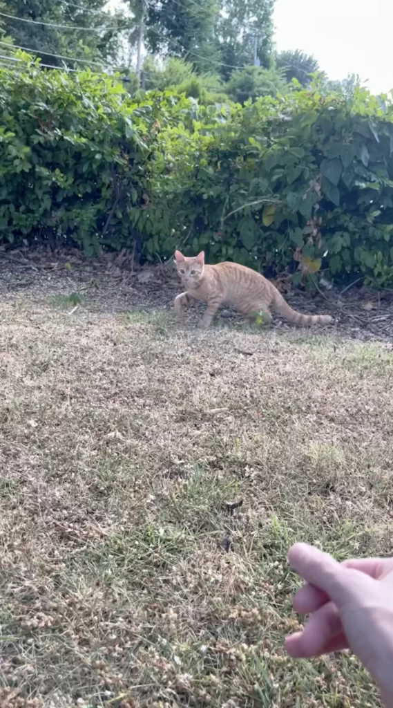 chat abandonné parking McDonald's saute exactement bonne voiture
