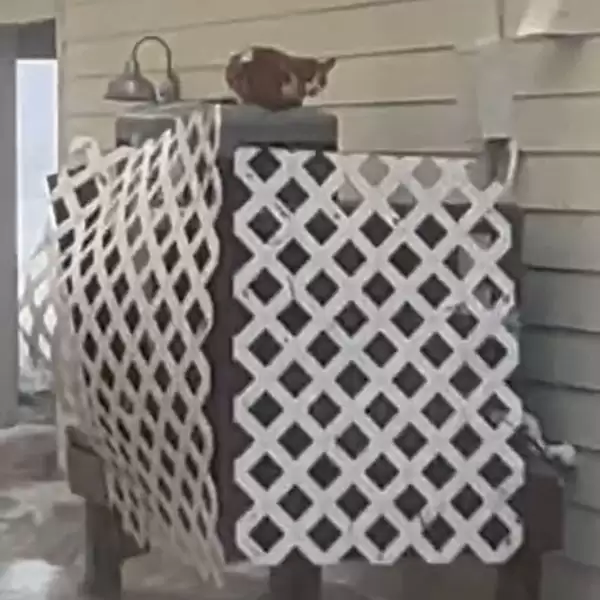chat coincé dehors pendant ouragan supplie quelqu'un sauver
