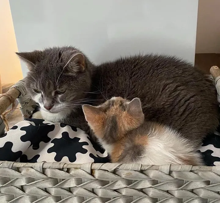 chaton errant détresse frappe porte obtient l'aide humaine besoin
