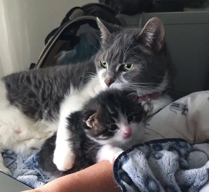 chaton errant détresse frappe porte obtient l'aide humaine besoin