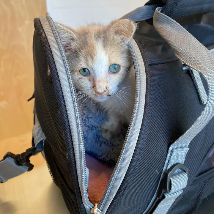 chaton errant détresse frappe porte obtient l'aide humaine besoin