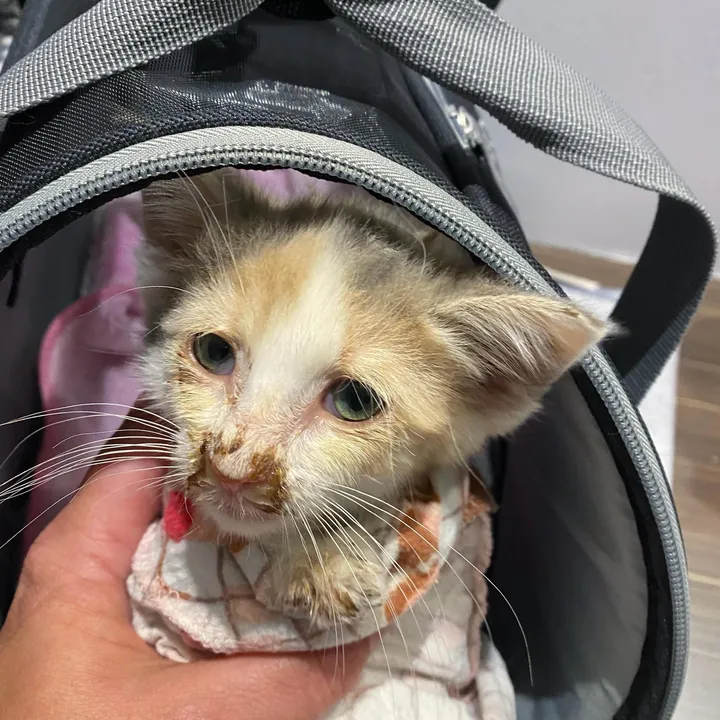 chaton errant détresse frappe porte obtient l'aide humaine besoin