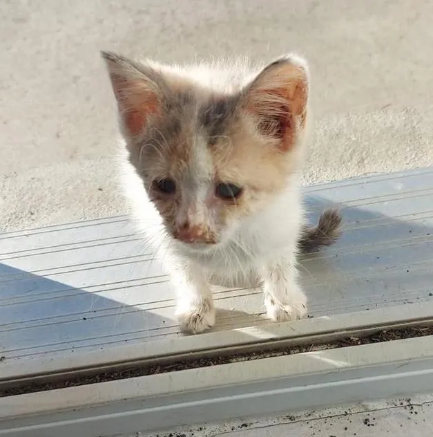 chaton errant détresse frappe porte obtient l'aide humaine besoin