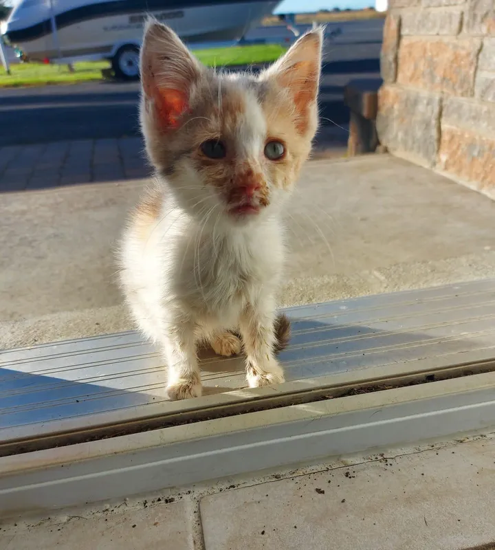 chaton errant détresse frappe porte obtient l'aide humaine besoin