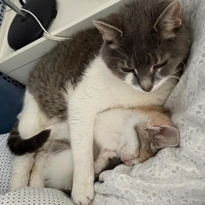 chaton errant détresse frappe porte obtient l'aide humaine besoin