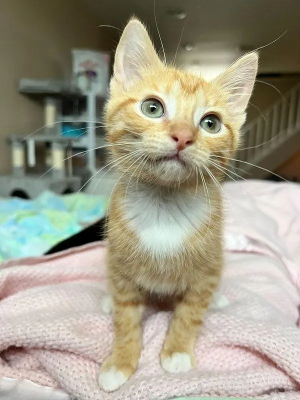 chaton errant rugit sortir cachette entrer nouvelle vie confortable.
