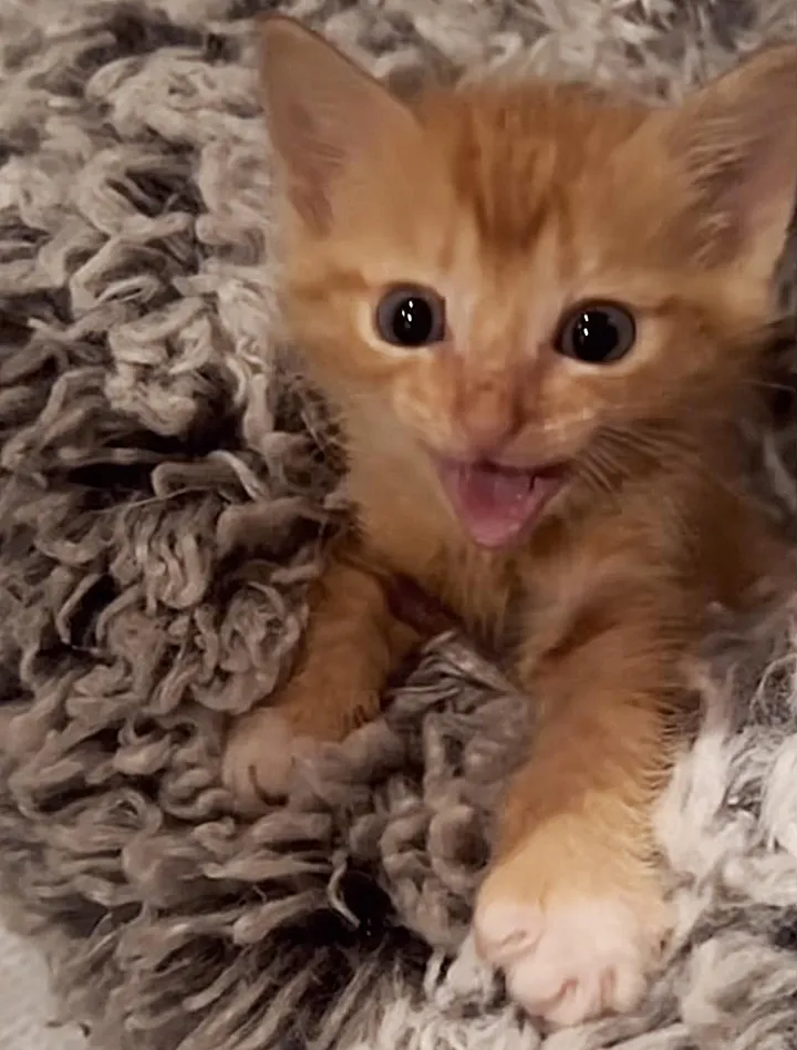 chaton errant rugit sortir cachette entrer nouvelle vie confortable.