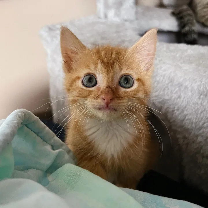 chaton errant rugit sortir cachette entrer nouvelle vie confortable.