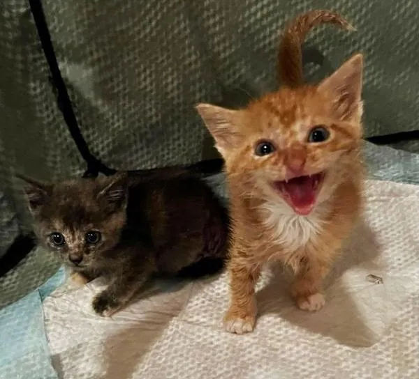 chaton errant rugit sortir cachette entrer nouvelle vie confortable.