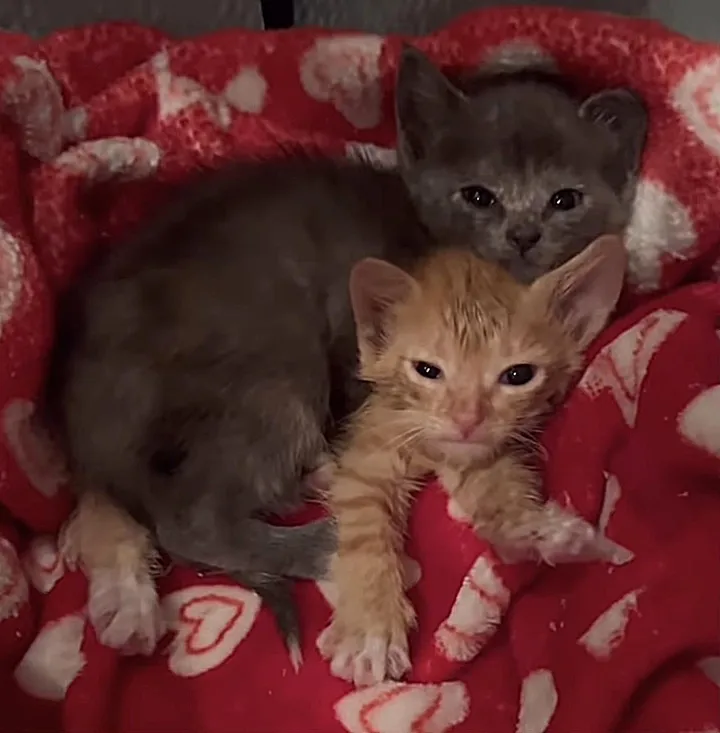 chaton errant rugit sortir cachette entrer nouvelle vie confortable.
