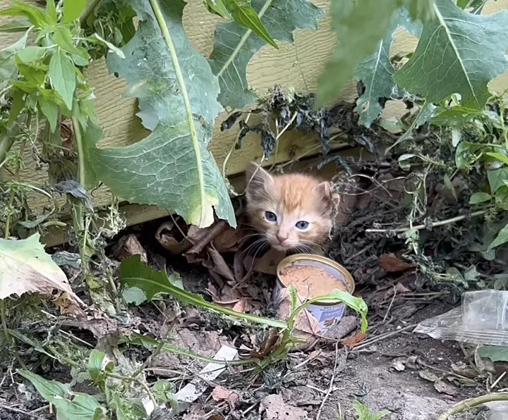 chaton errant rugit sortir cachette entrer nouvelle vie confortable.