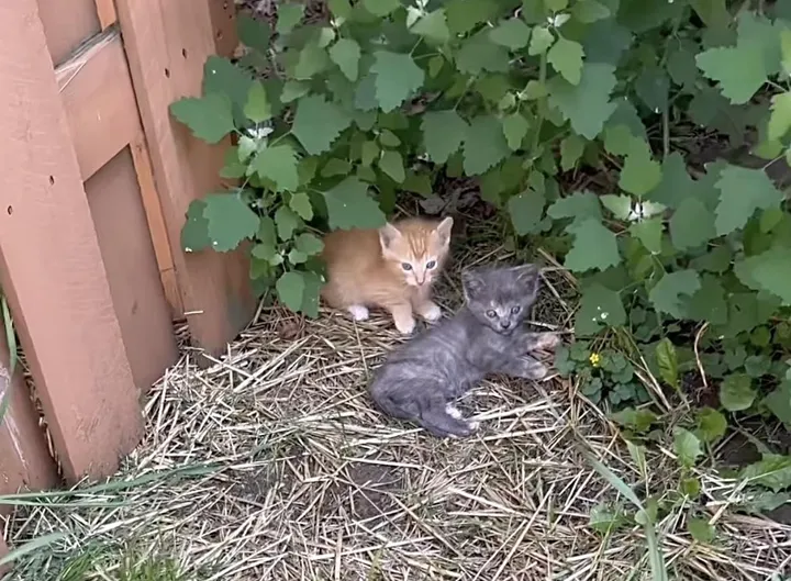 chaton errant rugit sortir cachette entrer nouvelle vie confortable.