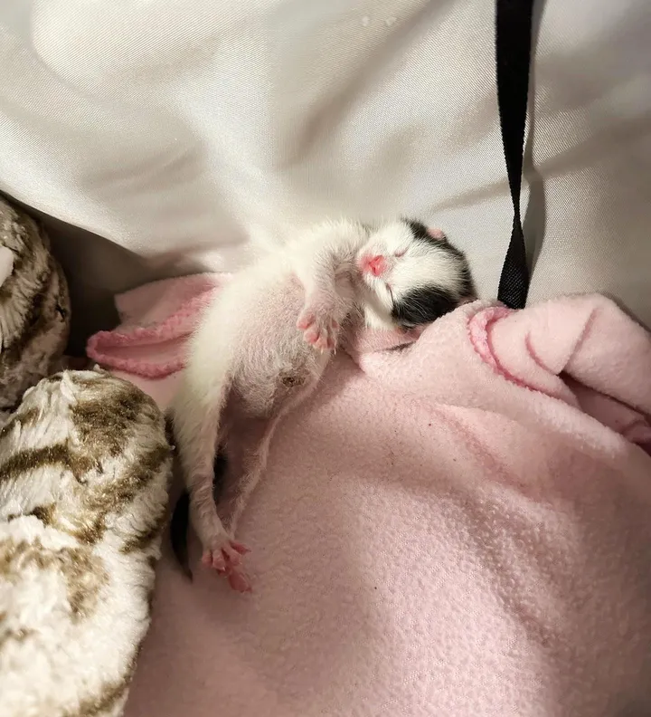 couple travaille côte à côte changer vie chaton 4 jours après l'avoir sauvé était orphelin