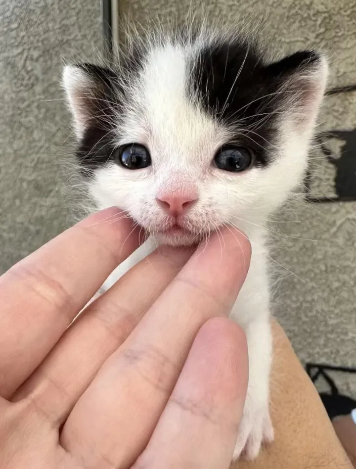 couple travaille côte à côte changer vie chaton 4 jours après l'avoir sauvé était orphelin