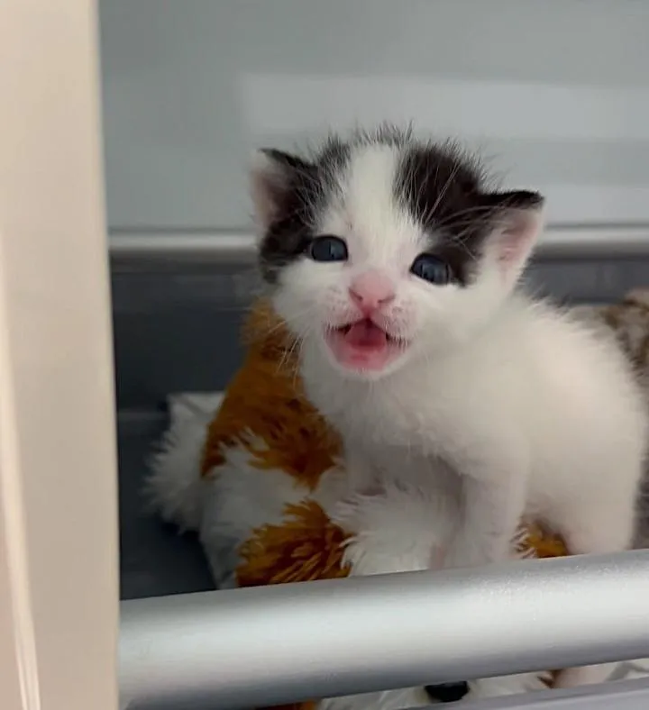 couple travaille côte à côte changer vie chaton 4 jours après l'avoir sauvé était orphelin