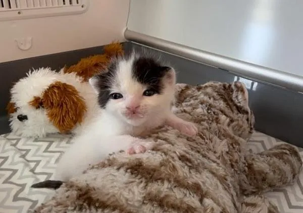 couple travaille côte à côte changer vie chaton 4 jours après l'avoir sauvé était orphelin