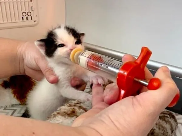 couple travaille côte à côte changer vie chaton 4 jours après l'avoir sauvé était orphelin