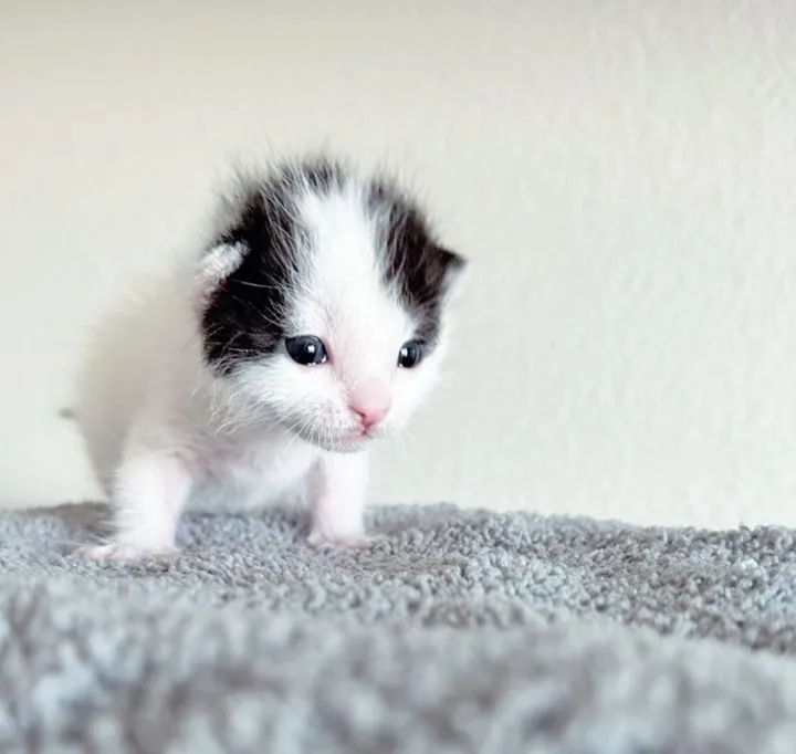 couple travaille côte à côte changer vie chaton 4 jours après l'avoir sauvé était orphelin