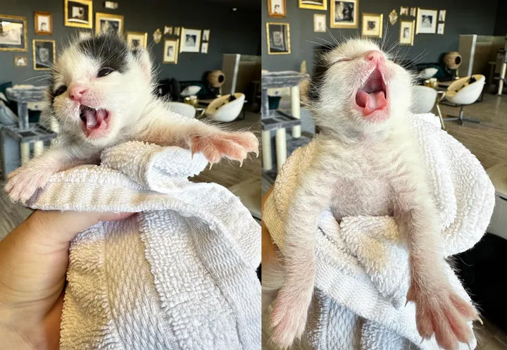 couple travaille côte à côte changer vie chaton 4 jours après l'avoir sauvé était orphelin
