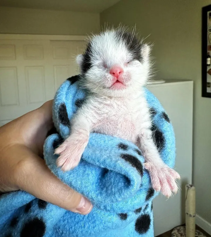 couple travaille côte à côte changer vie chaton 4 jours après l'avoir sauvé était orphelin