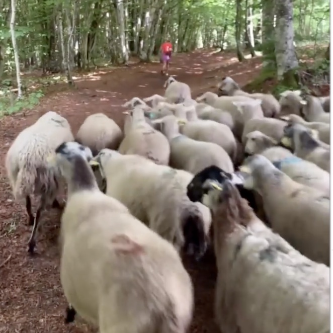 coureuse se retourne rend compte suivie hasard par plus 100 moutons
