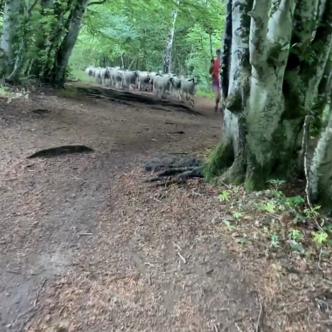 coureuse se retourne rend compte suivie hasard par plus 100 moutons