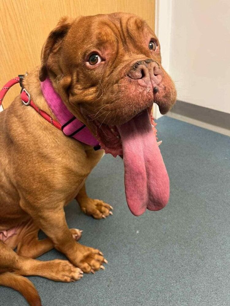 femme adopte chien atteint cancer phase terminale jure l'aimer fin