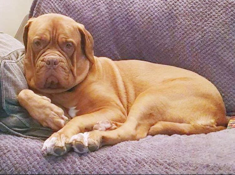 femme adopte chien atteint cancer phase terminale jure l'aimer fin