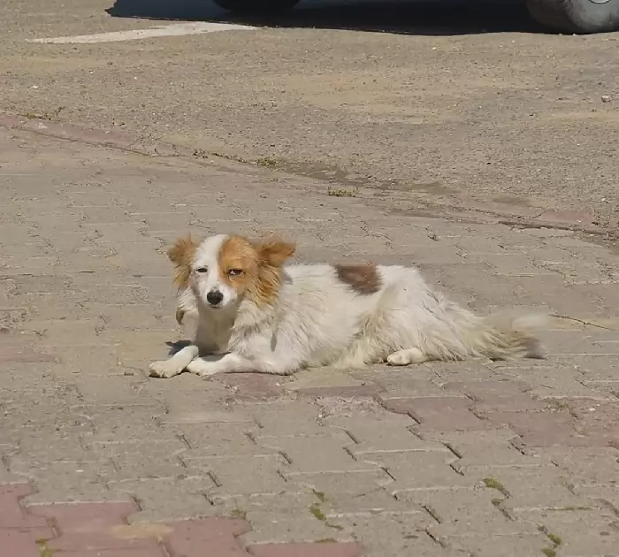 femme apprend chien sans-abri vit station-service se donne mission sauver