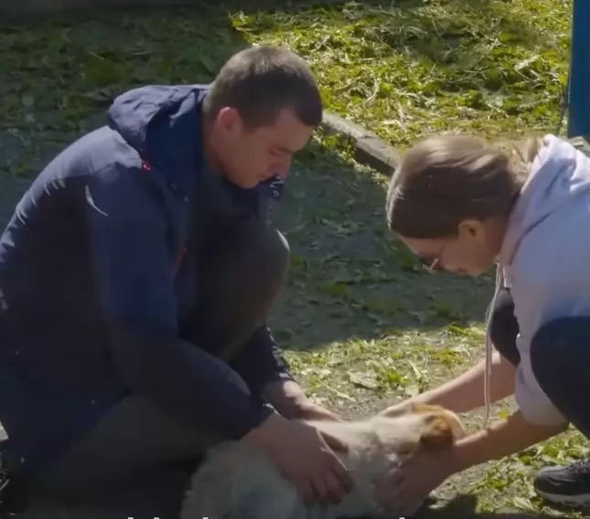 femme apprend chien sans-abri vit station-service se donne mission sauver