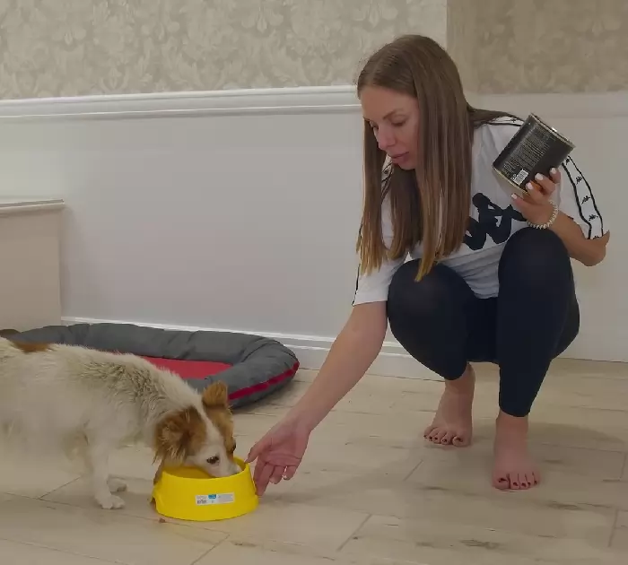 femme apprend chien sans-abri vit station-service se donne mission sauver
