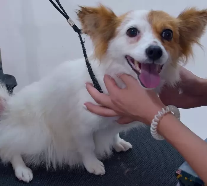 femme apprend chien sans-abri vit station-service se donne mission sauver