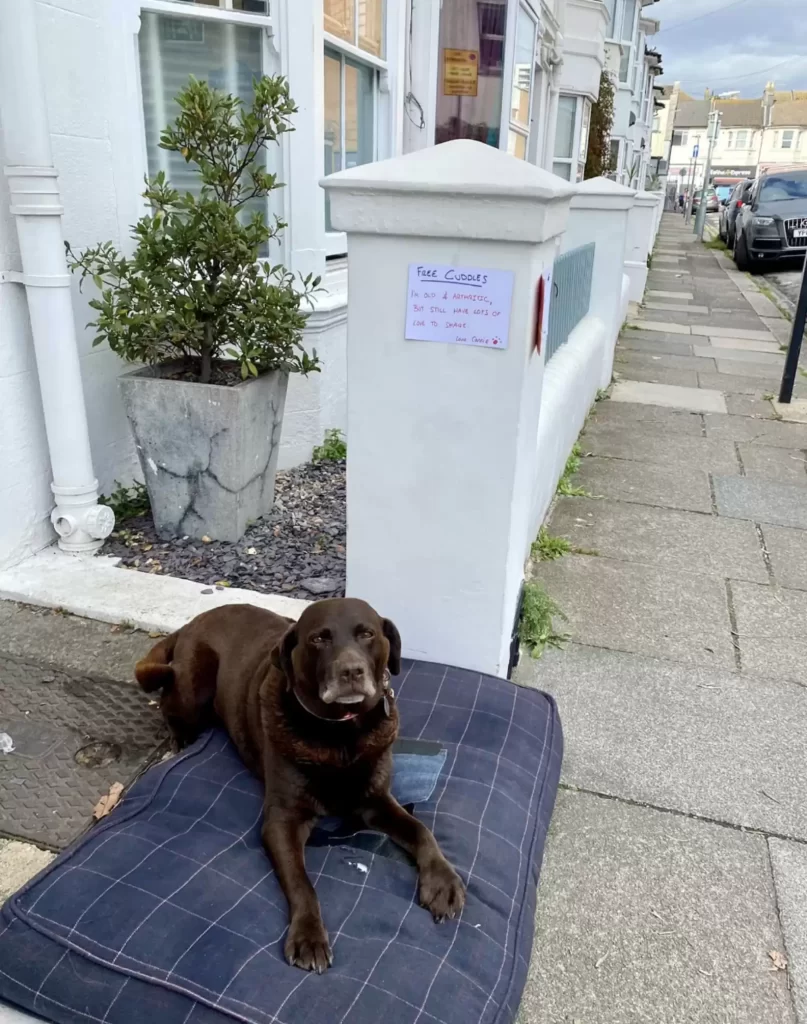 femme trouve chien train dormir dehors avec note collée au-dessus lit