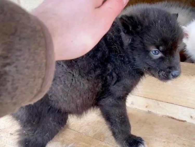 homme vit plus grand loup monde joue avec lui comme chiot