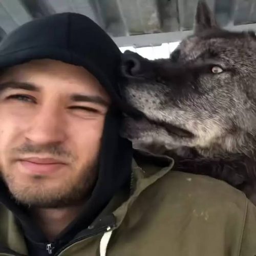 homme vit plus grand loup monde joue avec lui comme chiot