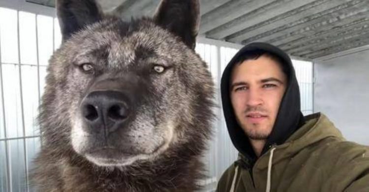homme vit plus grand loup monde joue avec lui comme chiot