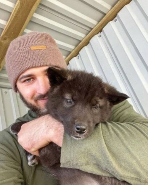 homme vit plus grand loup monde joue avec lui comme chiot