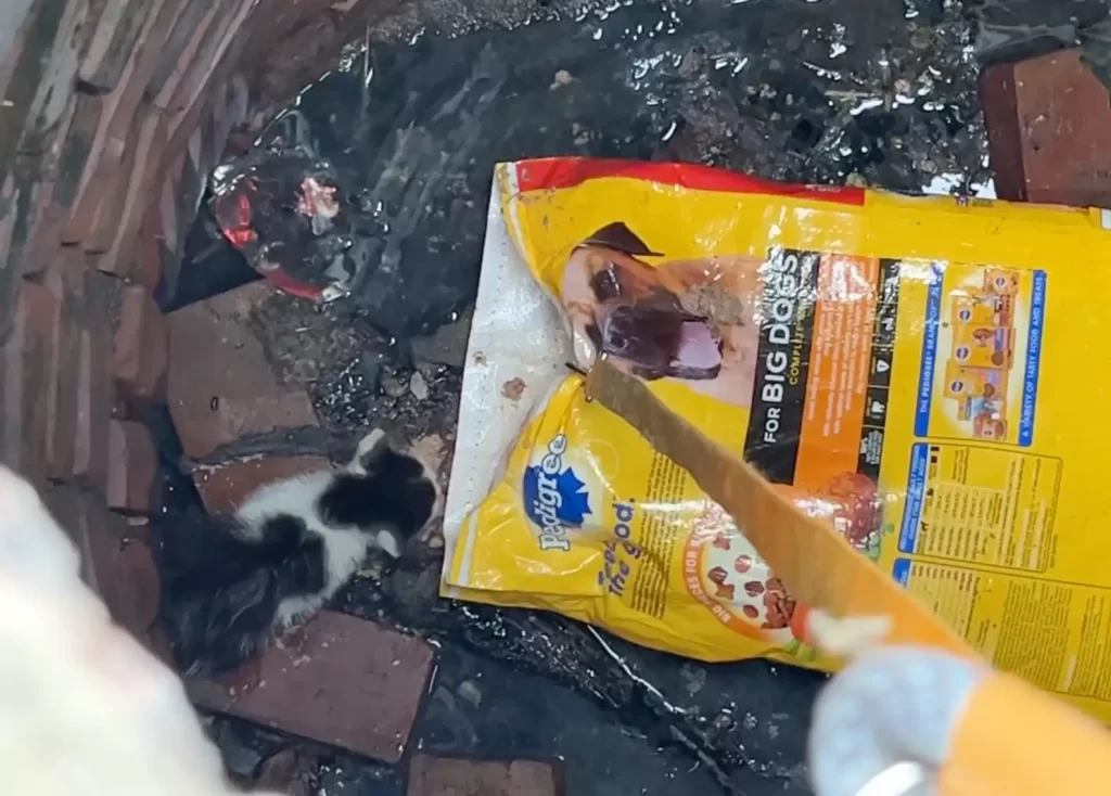petit animal coincé égout mis sécurité manière plus créative