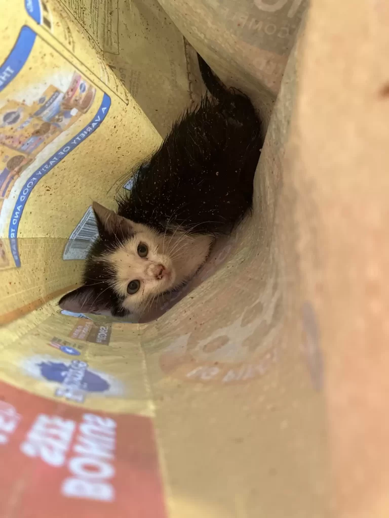 petit animal coincé égout mis sécurité manière plus créative
