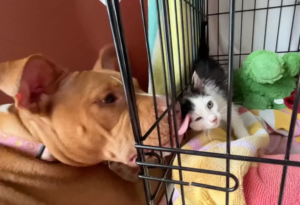 petit animal coincé égout mis sécurité manière plus créative