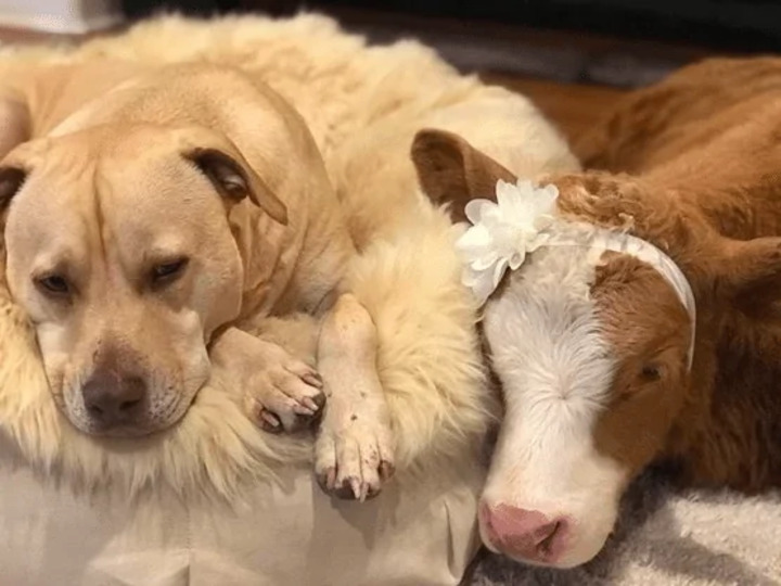 veau sauvé huit frères sœurs chiens convaincu chien