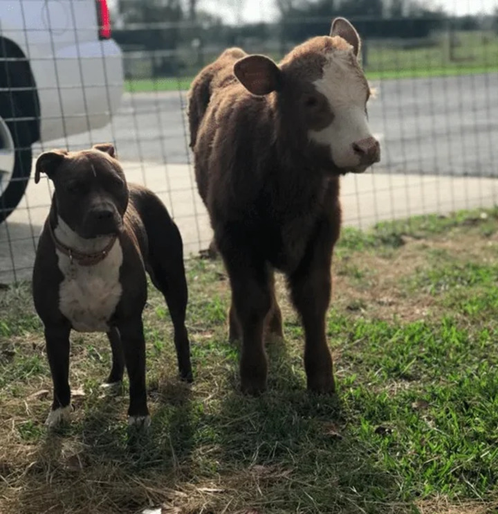 veau sauvé huit frères sœurs chiens convaincu chien