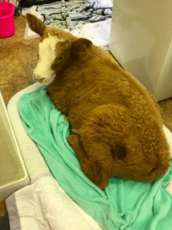 veau sauvé huit frères sœurs chiens convaincu chien