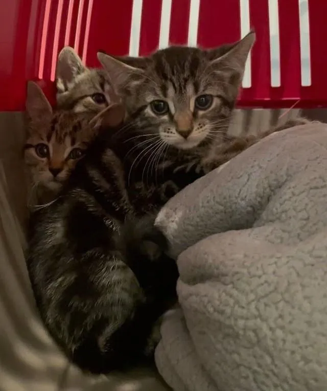 Chat retrouve équipe chatons suivent partout ne prendront pas non pour réponse